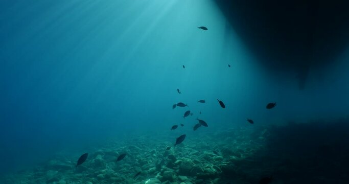 underwater scenery blue water damsel fish school ocean scenery mediterranean