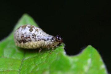 Negative mud beetle, a small beetle in nature, North China