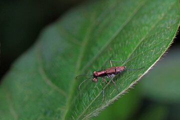 Coleoptera Cicindelidae insect in the wild, North China