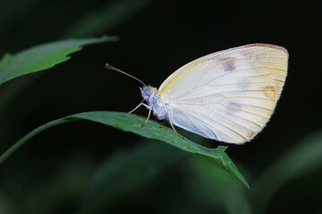 Lepidoptera insects in the wild, North China