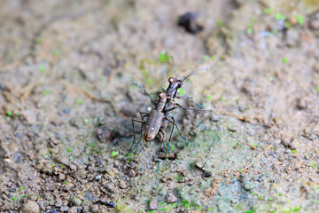 Coleoptera Cicindelidae insect in the wild, North China