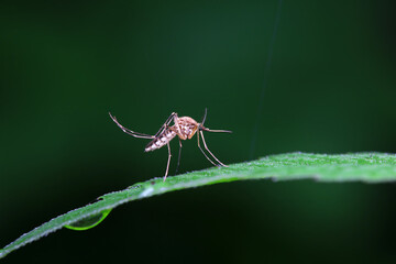 mosquito insect in the wild, North China