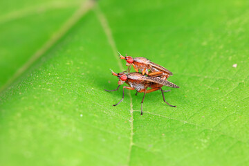 Flies on wild plants, North China