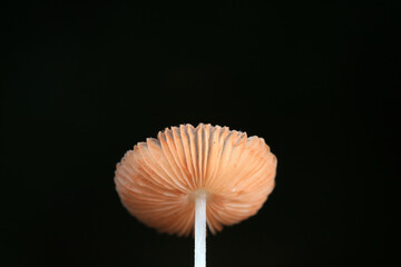 Wild mushrooms in the grass, North China