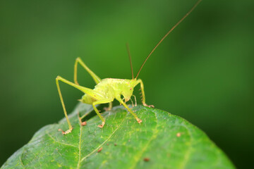 Katydid nymphs in the wild, North China