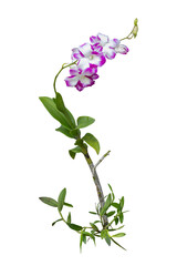 Purple and white of orchid flower bloom with drops isolated on white background included clipping path.