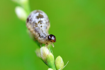 Negative mud beetle, a small beetle in nature, North China