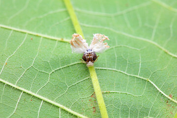 Hemiptera wax Cicadellidae insects on wild plants, North China