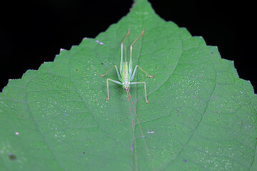 Katydid nymphs in the wild, North China