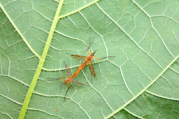 mosquito insect in the wild, North China
