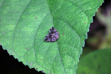Hemiptera wax Cicadellidae insects on wild plants, North China