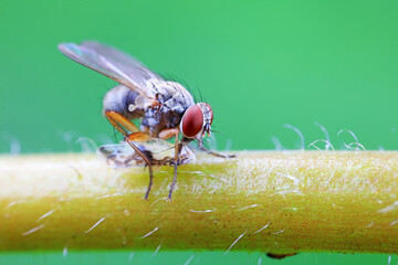 Flies on wild plants, North China