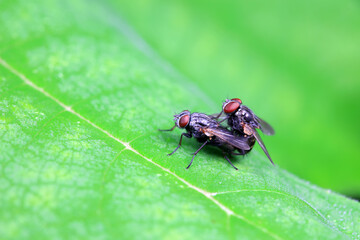 Flies on wild plants, North China