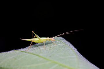 Tree cricket on wild plants, North China
