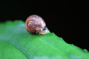 Snails on wild plants, North China