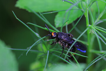 Bee insects in the wild, North China