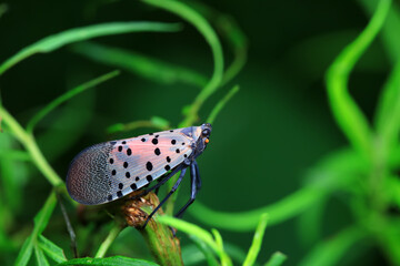 Hemiptera wax Cicadellidae insects on wild plants, North China