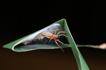 Spiders in the wild, North China