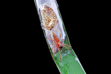 Spiders in the wild, North China