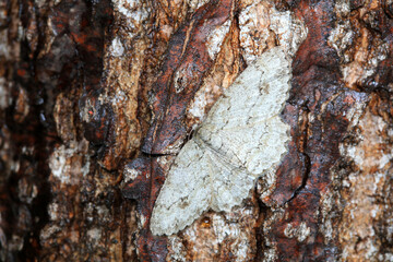 Lepidoptera insects in the wild, North China