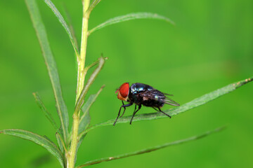 Flies on wild plants, North China