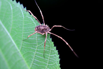 Spiders in the wild, North China