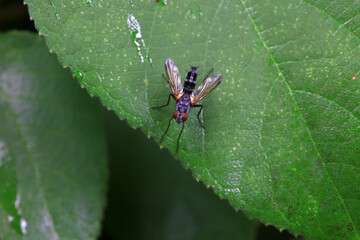 Flies on wild plants, North China