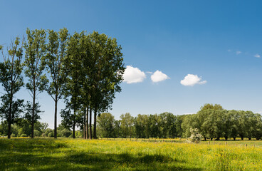 Obraz premium Green meadow with blooming grasses and trees at the Flemish countryside around Gooik, Belgium