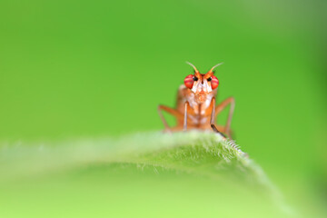 Flies on wild plants, North China