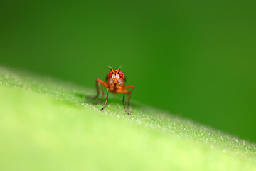 Flies on wild plants, North China