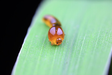 Leaf bee larvae on wild plants, North China