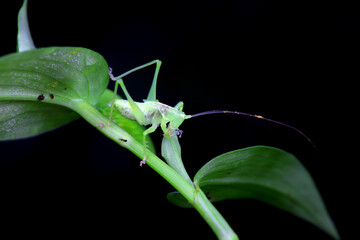 Katydid nymphs in the wild, North China