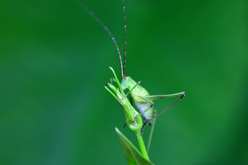 Katydid nymphs in the wild, North China