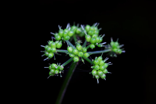Cress inflorescences on a black background, North China