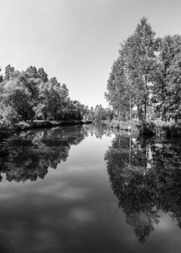 Black and white tree reflections at the riverside around Gooik, Belgium