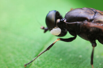 Gadfly on wild plants, North China