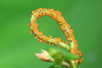 Obraz premium Aphids in the wild, North China