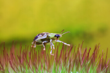 Hispidae family insect crawl on plants, North China