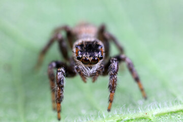 Spiders in the wild, North China