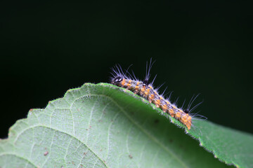 Lepidoptera larvae in the wild, North China