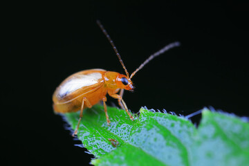 Leaf beetle on wild plants, North China