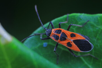 Hemiptera bugs in the wild, North China