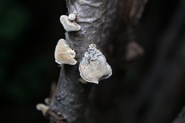 Agaric grows on branches, North China