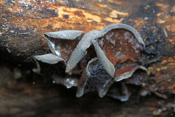 Agaric grows on branches, North China