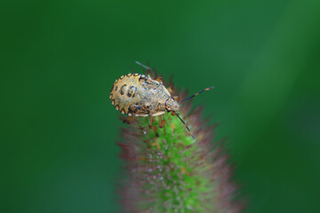 Hemiptera bugs in the wild, North China