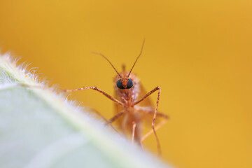 mosquito insect in the wild, North China