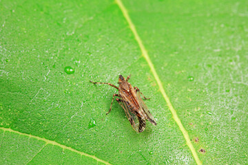 Hemiptera wax Cicadellidae insects on wild plants, North China
