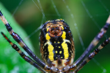 Spiders in the wild, North China