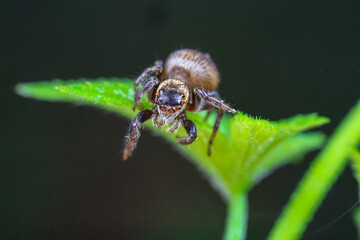 Spiders in the wild, North China