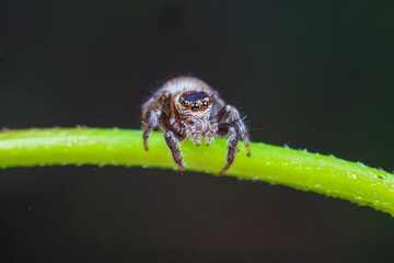 Spiders in the wild, North China
